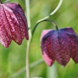 Burgsinn - Schachbrettblume © Verwaltungsgemeinschaft Burgsinn