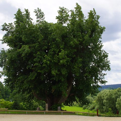 Linde Quelle: Archiv Gemeinde Neudrossenfeld, Herr Wunner, Stadt Bayreuth, Frau Dr. Fohrbeck, privat.