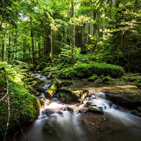 Nördlicher Schwarzwald - Monbachtal Quelle: Tourismus GmbH Nördlicher Schwarzwald / piroth.kommunikation GmbH
