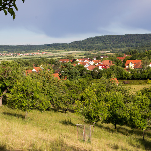 30.000 Streuobstwiese haben in den Burgbernheimer Wiesen ihr zu Hause_ © Hartmut Assel / Stadt Burgbernheim