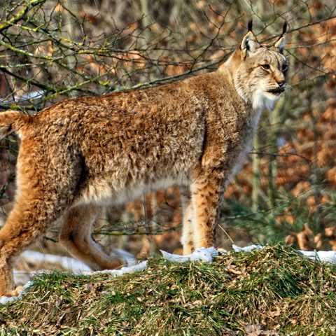 Wildpark Bad Mergentheim Bildrechte: Tourist-Information Bad Mergentheim Foto Holger Schmitt