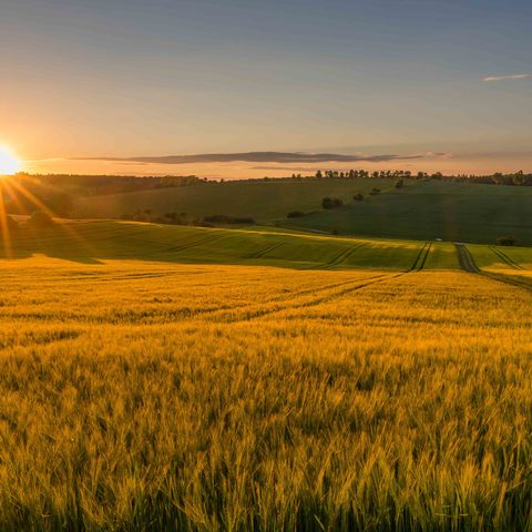 Felder Felder bei Gondelsheim Bonarthäuser Hof © Kraichgau-Stromberg Tourismus e.V Niels Dick Quelle: Kraichgau-Stromberg Tourismus e. V.