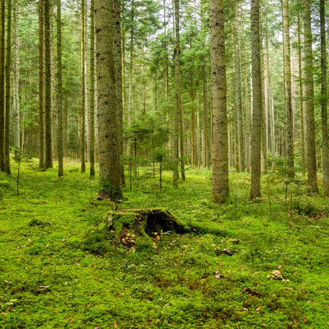 Nördlicher Schwarzwald © Alex Kijak Quelle: Tourismus GmbH Nördlicher Schwarzwald / piroth.kommunikation GmbH
