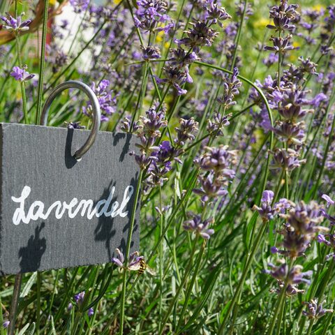 Lavendel © Tourist-Info Blaichach