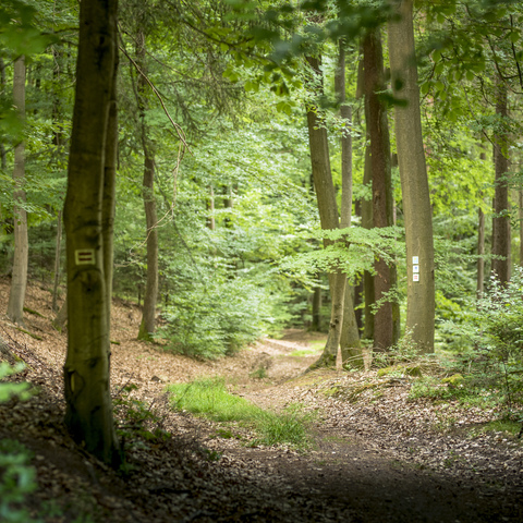 Linsengerichter Hufeisen-Spur © Spessart Tourismus und Marketing GmbH