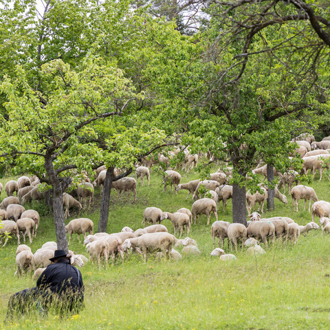Der Schäfer pflegt mit seinen Schafen die Wiesen © Hartmut Assel / Stadt Burgbernheim