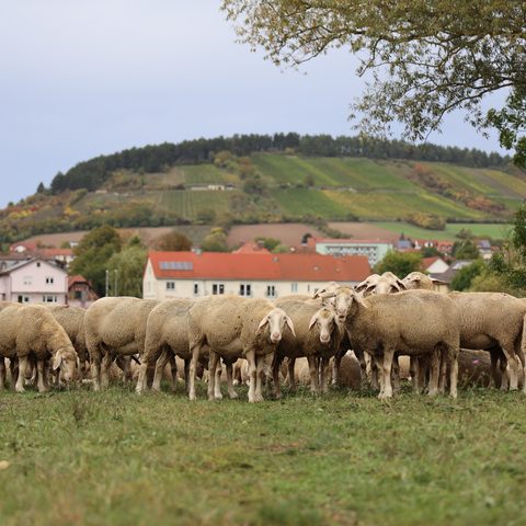 Hammelburg - Schafherde Fotograf: Klaus Gößmann-Schmitt. 
Quelle: Tourist-Information / Stadt Hammelburg
