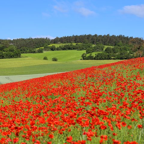 Hammelburg  - Wiese Fotograf: Klaus Gößmann-Schmitt
Quelle: Tourist-Information / Stadt Hammelburg