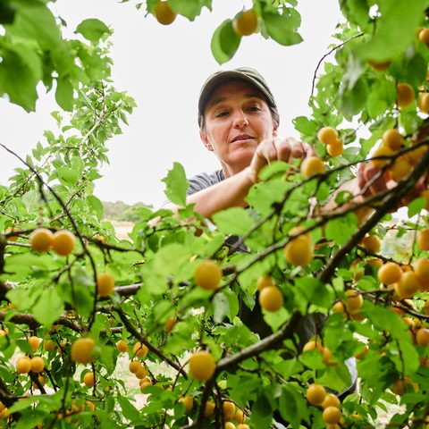Landwirtschaft Sulzfeld © Kraichgau-Stromberg Tourismus e.V.-Christian Ernst Quelle: Kraichgau-Stromberg Tourismus e. V.