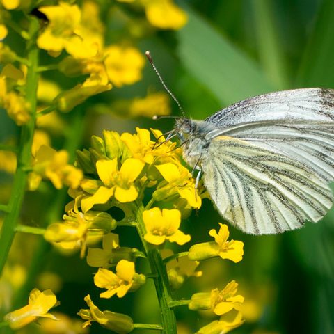 Impressionen aus der Nordheimer Au © Björn Schotta, Nordheim Quelle: Touristikrat Nordheim am Main