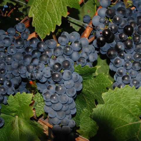 Die Kelter - Weintrauben Thüngersheim Quelle: Gemeinde Thüngersheim 