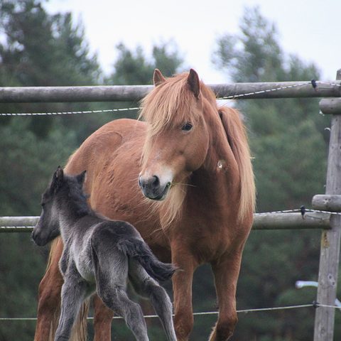 Islandpferdehof von der Hölle Quelle: Archiv Gemeinde Neudrossenfeld, Herr Wunner, Stadt Bayreuth, Frau Dr. Fohrbeck, privat.
