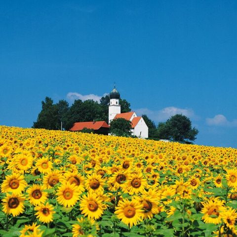 Essenbach St. Wolfgang Sonnenblumen 2 Foto Landratsamt Landshut Bildquelle: Tourismusverband Ostbayern e.V.