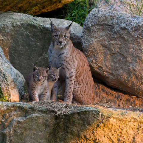 Luchsbabies mit Mama © Wildpark Mehlmeisel