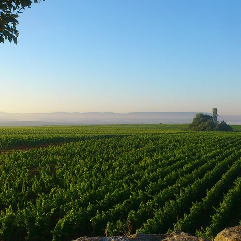Ausblicke von der Nordheimer Panorama-Plattform zu verschiedenen Jahreszeiten Der Nordheimer Friedweinberg Quelle: Touristikrat Nordheim am Main