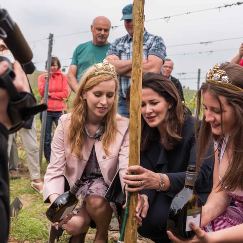 Ministerin Michaela Kaniber (m) pflanzt mit Unterstützung der fränkischen Weinkönigin Klara Zehnder (l) und Nordheims Weinprinzessin Vanessa Wischer die „letzte Rebe“ im Nordheimer Gemeindeweinberg. Quelle: Touristikrat Nordheim am Main