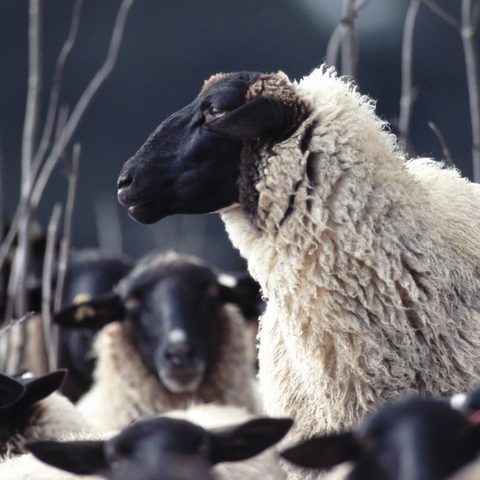 Rhönschaf Bildrechte: Arnulf Müller Quelle: Rhön GmbH – Gesellschaft für Tourismus und Markenmanagement