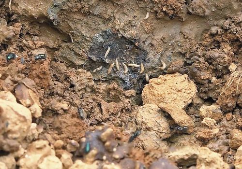 Photograph of animal burial pit in Meishan, 2017