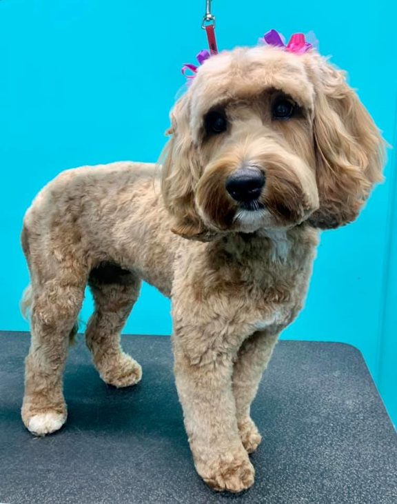 Dog Grooming Pet's Best Friend