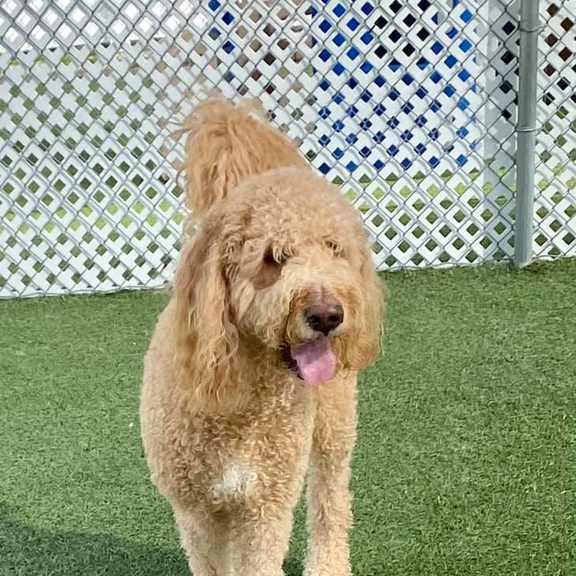 Dog Boarding Pet's Best Friend