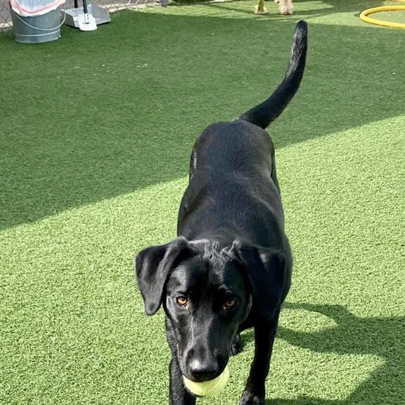 Dog Boarding Pet's Best Friend