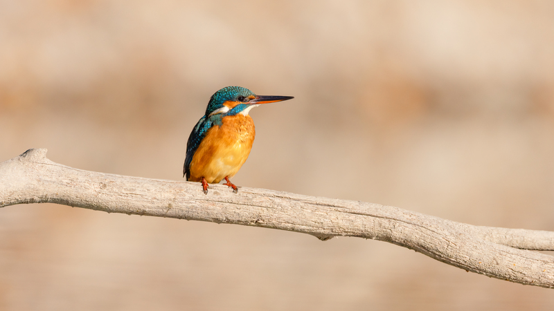 Eisvogel