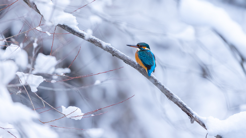 Eisvogel, Weibchen