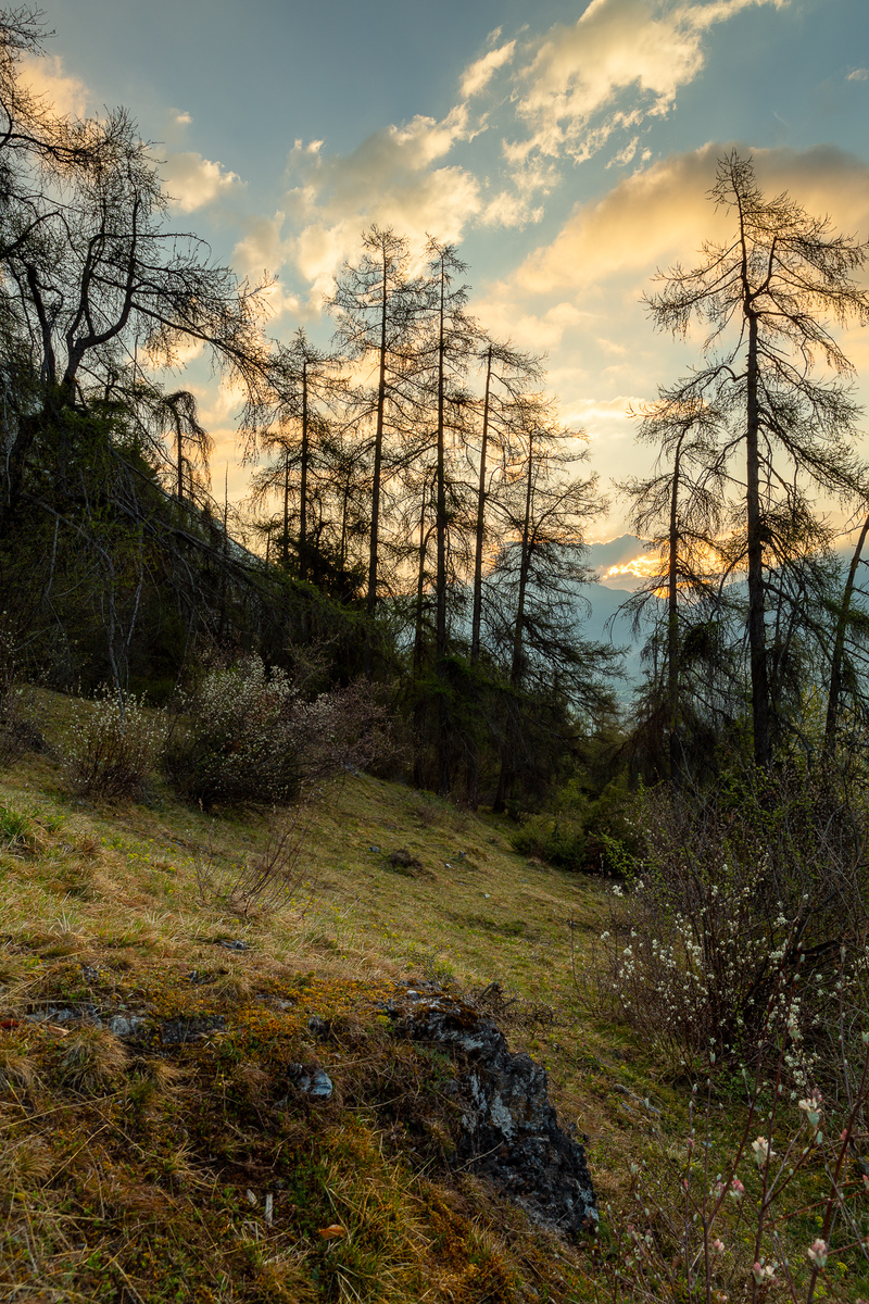 Morgenstimmung oberhalb Tamins