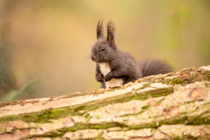 Eichhörnchen