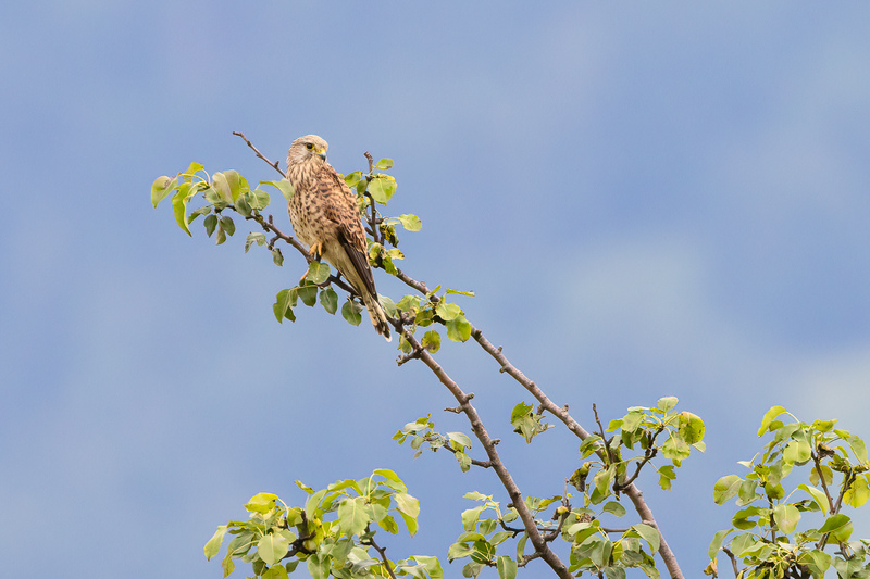 Trumfalke, Weibchen