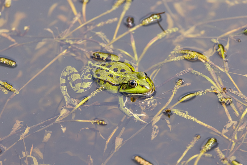 Wasserfrosch