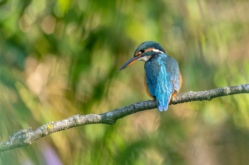 Eisvogel, Weibchen