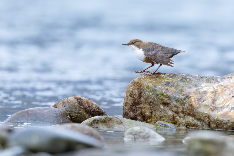 Wasseramsel