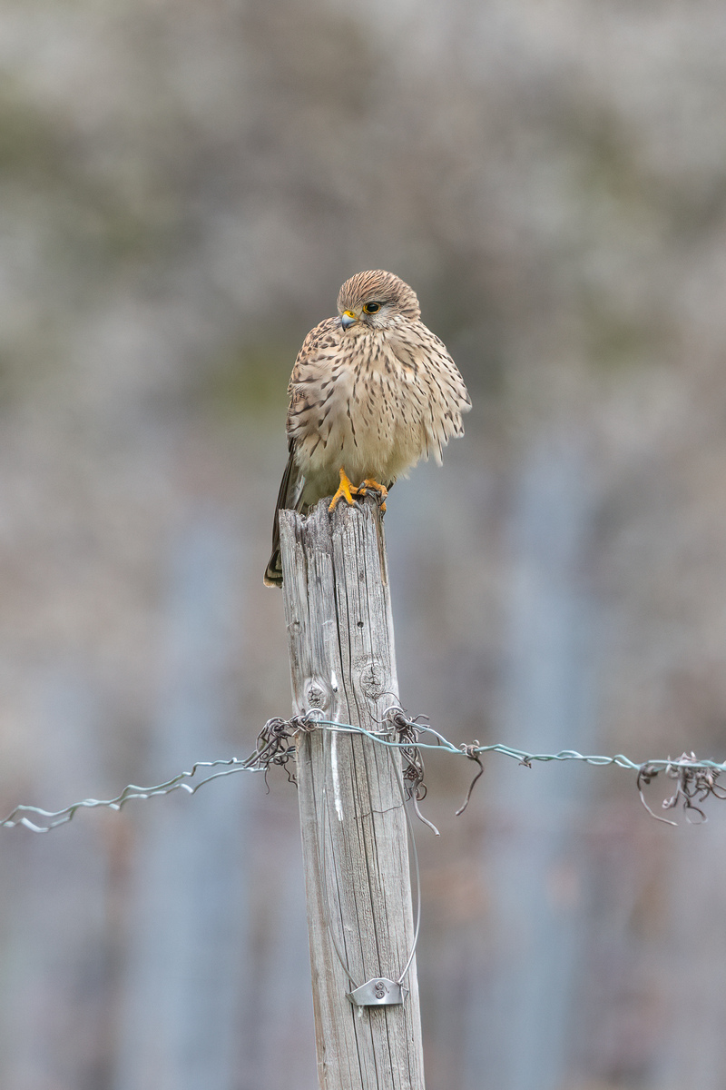 Turmfalke, Weibchen