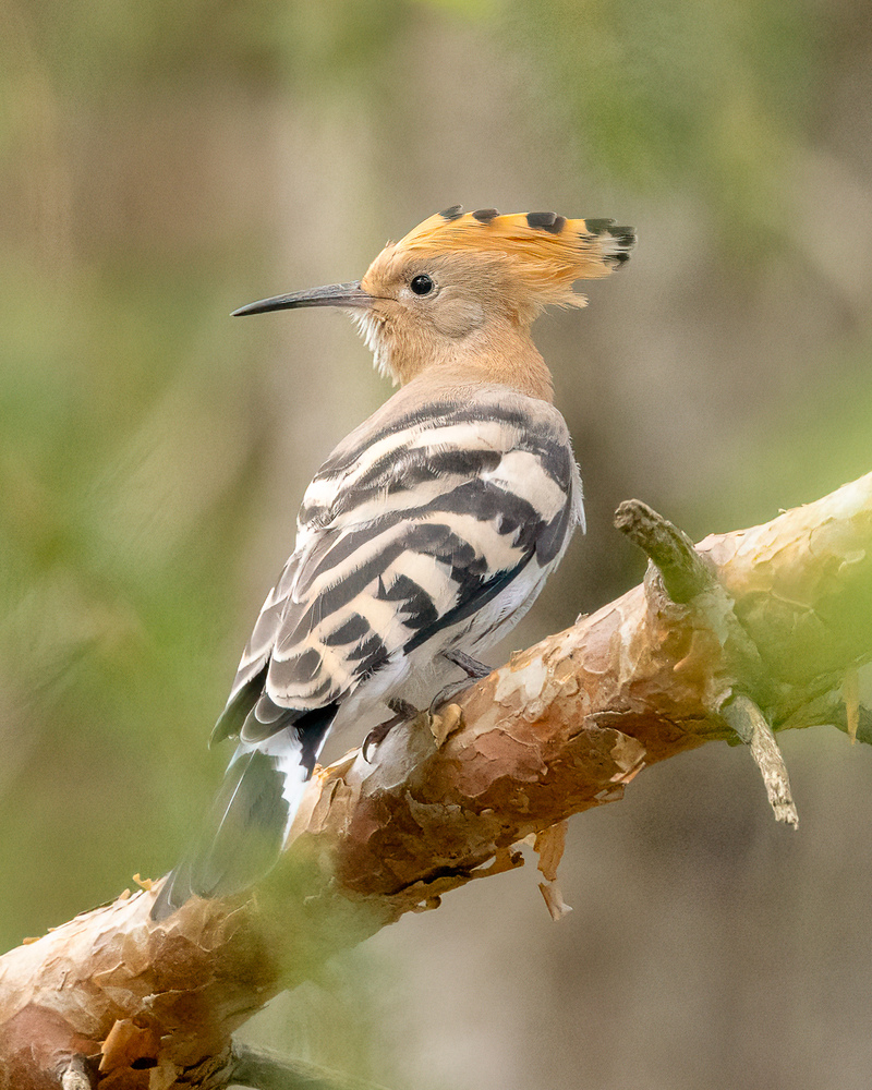 Juveniler Wiedehopf