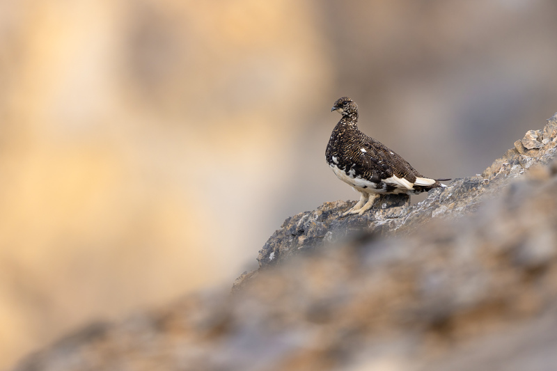 Alpenschneehuhn