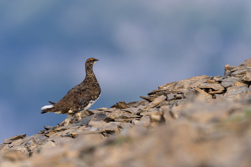 Alpenschneehuhn