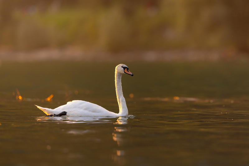 Höckerschwan