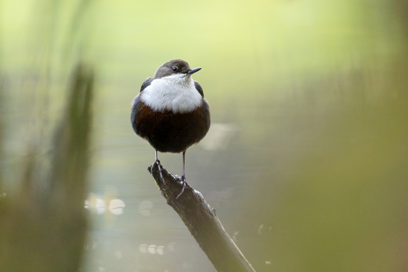 Wasseramsel