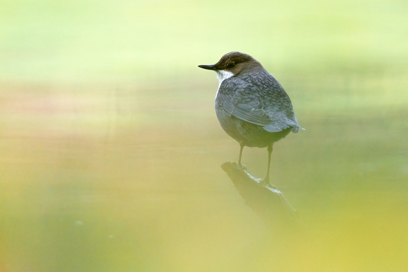 Wasseramsel