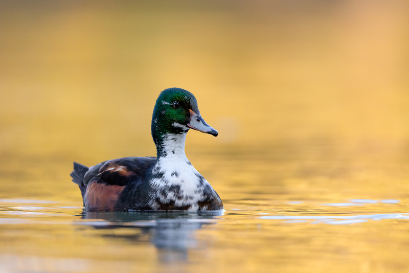 Hybrid-Ente (wahrscheinlich Brautente / Hausente)