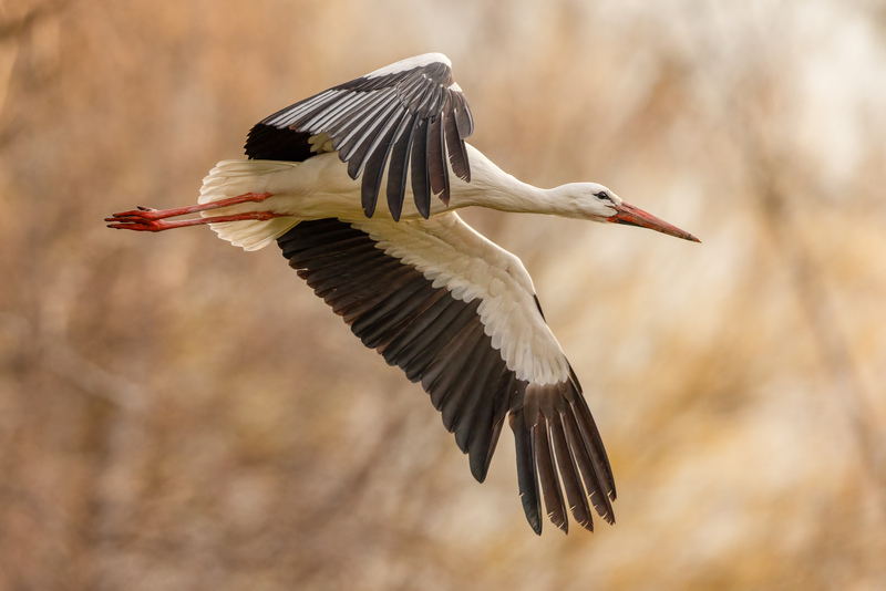 Weissstorch