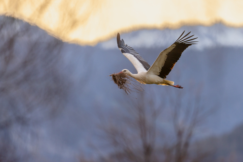 Weissstorch mit Nistmaterial