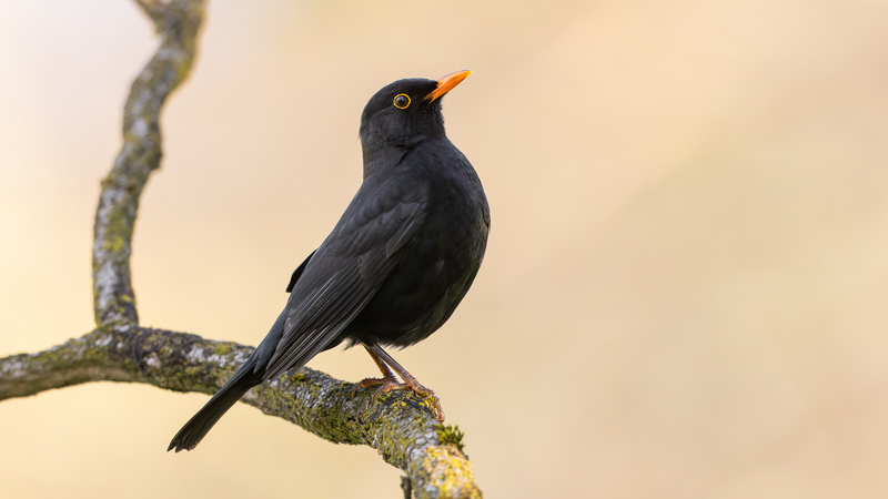 Amsel