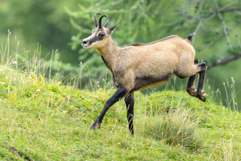 Gamsbock