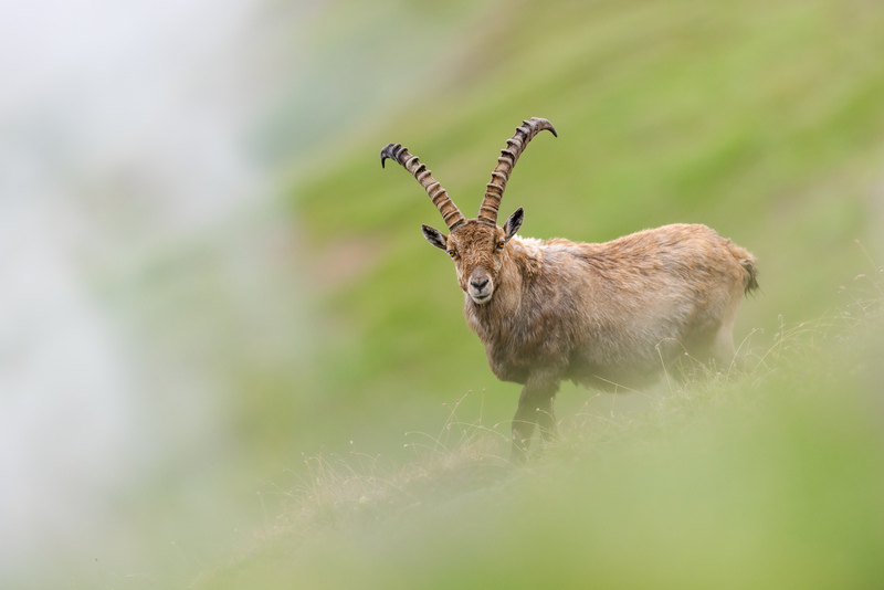 Steinbock