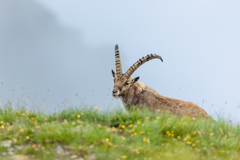 Steinbock