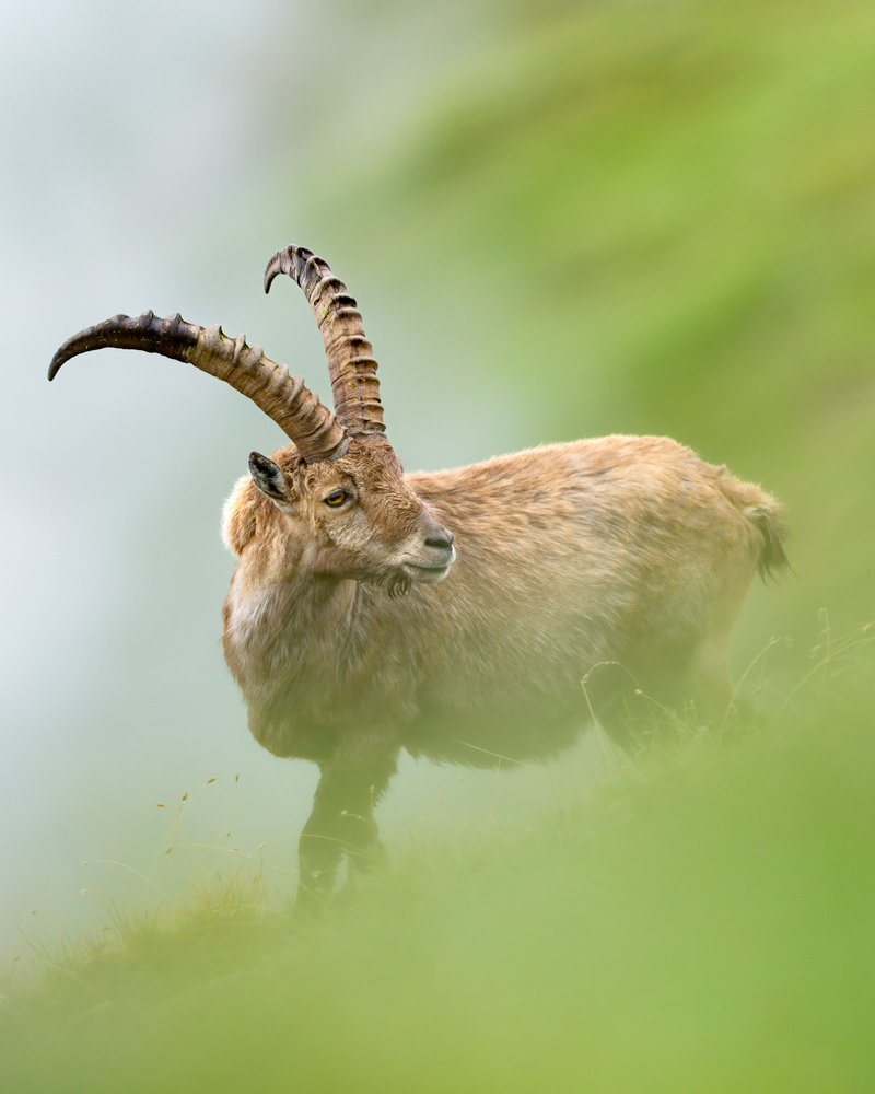 Steinbock