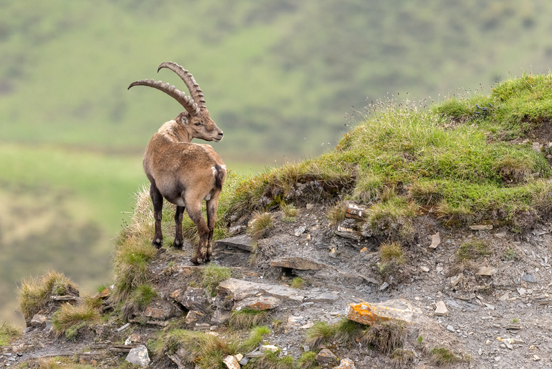 Steinbock