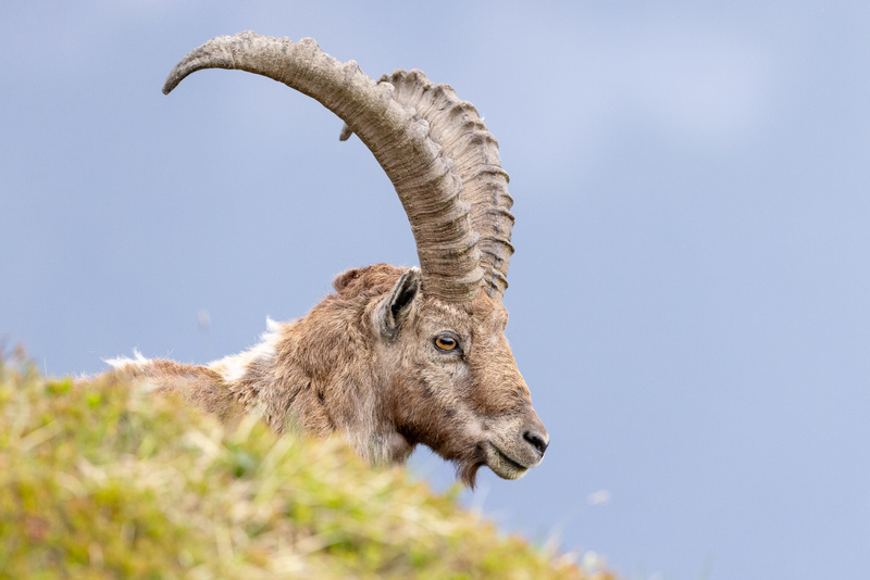 Steinbock